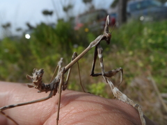 Empusa fasciata