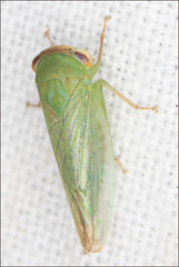 Rosopaella leurensis