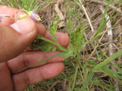 Solanum commersonii