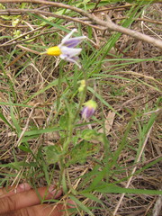 Solanum commersonii