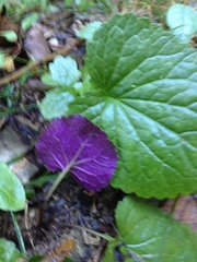 Packera coahuilensis