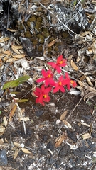 Epidendrum ibaguense