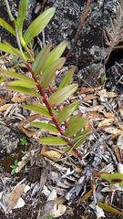 Epidendrum ibaguense