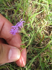 Glandularia selloi