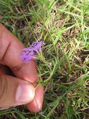 Glandularia selloi