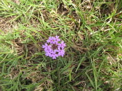 Glandularia selloi