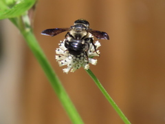 Megachile bahamensis
