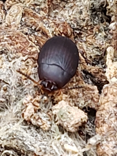 Platydema erythrocera