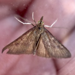 Pyrausta laticlavia