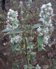 Hyptis oblongifolia