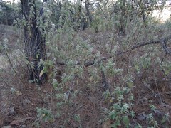 Hyptis oblongifolia