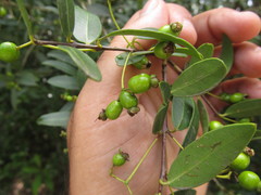 Eugenia uruguayensis