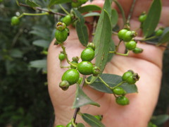 Eugenia uruguayensis