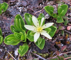 Caltha appendiculata