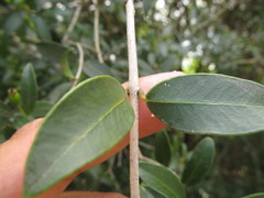 Eugenia uruguayensis