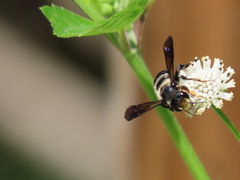 Megachile bahamensis