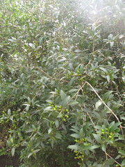 Eugenia uruguayensis