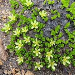 Caltha appendiculata