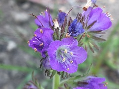 Phacelia franklinii
