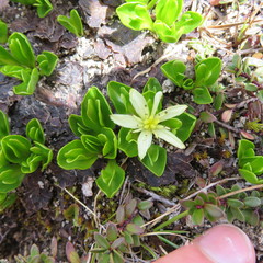 Caltha appendiculata