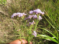 Chromolaena hirsuta
