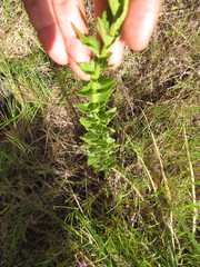 Chromolaena hirsuta