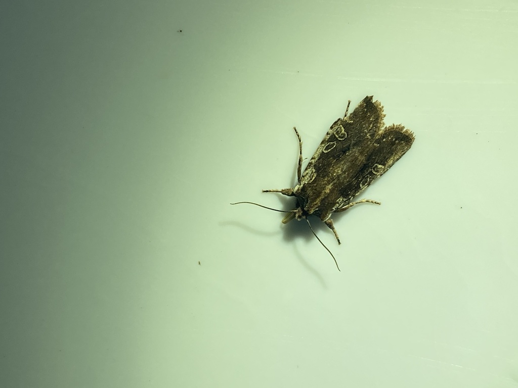 Immigrant Pinion