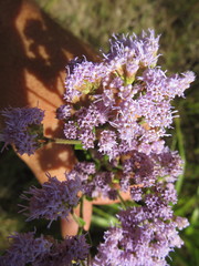 Chromolaena hirsuta
