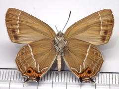 Neozephyrus japonicus