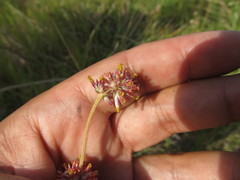 Gomphrena perennis