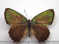 Neozephyrus japonicus