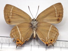 Neozephyrus japonicus