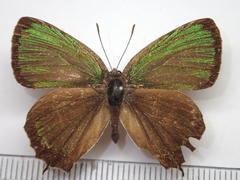 Neozephyrus japonicus