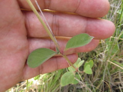 Gomphrena perennis