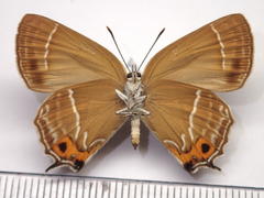 Neozephyrus japonicus