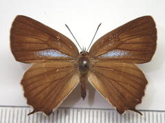 Neozephyrus japonicus