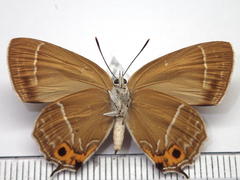 Neozephyrus japonicus