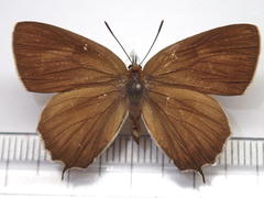 Neozephyrus japonicus