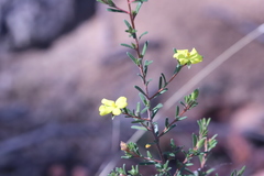 Hibbertia australis