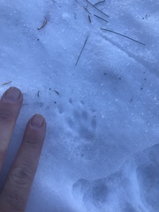 Mephitis mephitis nigra