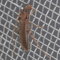Sparedrus aspersus