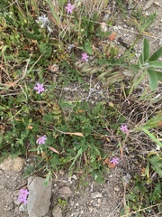 Erodium cicutarium
