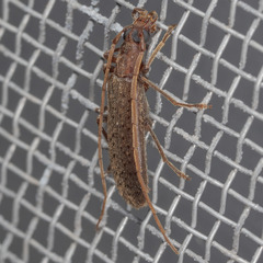 Sparedrus aspersus