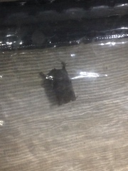 Myotis austroriparius