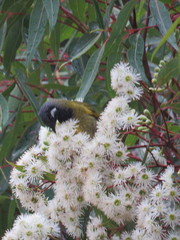 Eucalyptus racemosa
