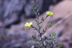 Hibbertia australis