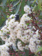 Eucalyptus racemosa