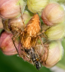 Oxyopes aglossus