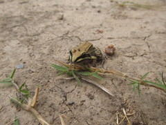 Leptodactylus mystacinus
