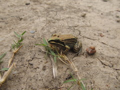 Leptodactylus mystacinus